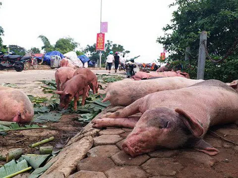 Mách mẹ cách chọn thịt lợn sạch trước tình hình dịch tả lợn châu Phi bùng phát