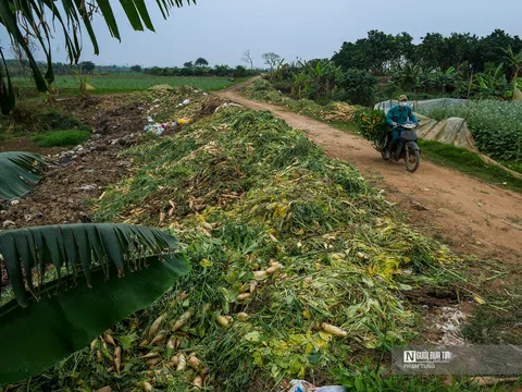 Hà Nội: Nông dân ngậm ngùi vứt bỏ củ cải, cà chua đầy đồng