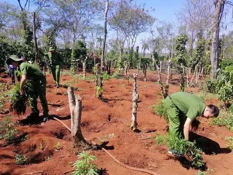 Đắk Lắk: Hai anh em ruột lập "nông trại" trồng hơn 1.500 cây cần sa trong rẫy vắng