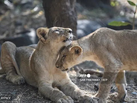 8 con sư tử tại vườn thú Ấn Độ dương tính COVID-19