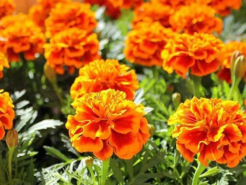7 lợi ích sức khỏe tuyệt vời của hoa cúc vạn thọ ít người biết