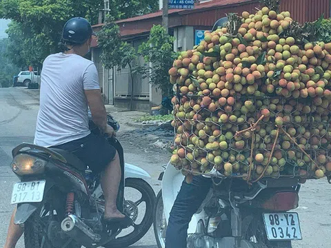 Đăng tin vải thiều bị ép giá 2.000 đồng/kg, thanh niên Bắc Giang bị xử phạt