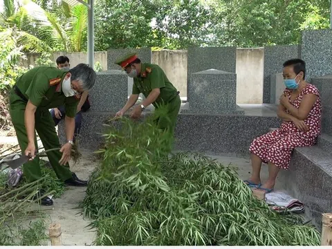 Phát hiện người phụ nữ trồng 115 cây cần sa sau vườn để sử dụng