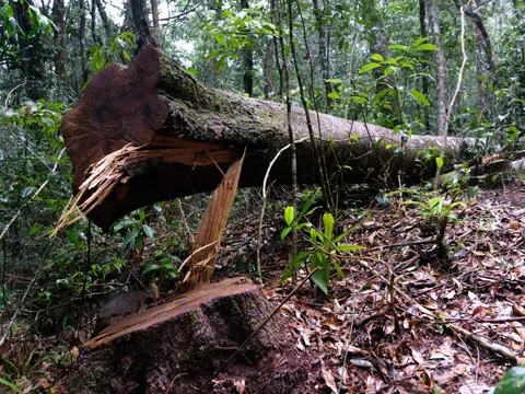 Lâm Đồng: Tạm giữ 16 lâm tặc liên quan vụ hàng loạt cây cổ thụ bị đốn hạ