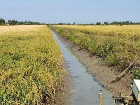 Điều tra, làm rõ nguyên nhân bé gái 5 tuổi tử vong giữa đồng ruộng