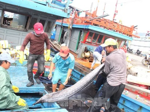 Hôm nay (30/9), cảng cá lớn nhất miền Trung ở Đà Nẵng hoạt động trở lại