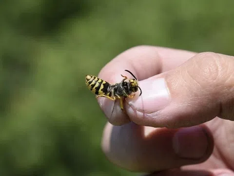 Chuyên gia "mách" cách xử trí đơn giản khi bị ong đốt ở nhà
