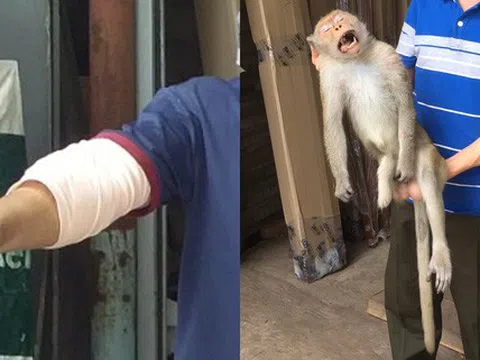 Đã bắt được con khỉ cụt chân chuyên vào nhà dân trộm thức ăn và cắn người