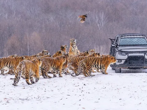 Được vỗ béo quá đà dịp Tết Nguyên đán, gần 200 con hổ phải ... ăn kiêng