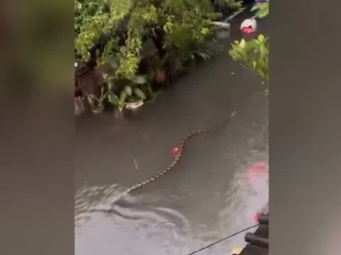 Người dân kinh hãi phát hiện trăn xuất hiện khắp nơi sau trận mưa lớn