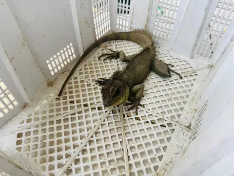 Phát hiện Rồng Đất quý hiếm trong vườn nhà ở Tây Ninh, thanh niên giao nộp chính quyền