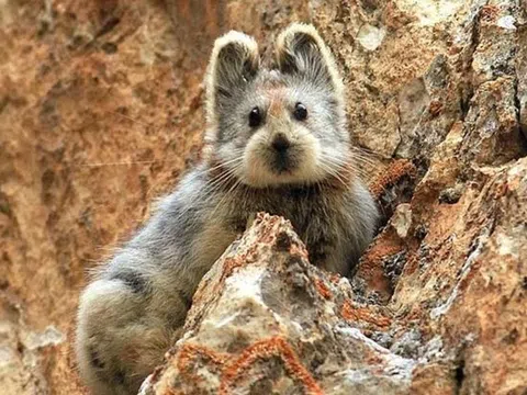 Loài "hóa thạch sống" quý hiếm hơn cả gấu trúc tái xuất hiện sau 20 năm