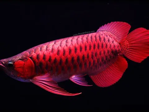 Shipper bị phạt nặng vì làm chết cá rồng nghìn đô rồi vứt vào thùng rác