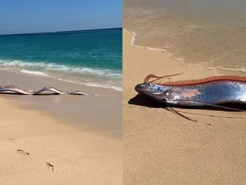 Loài cá có xương dài nhất hành tinh bất ngờ xuất hiện sát bờ biển, cộng đồng mạng xôn xao