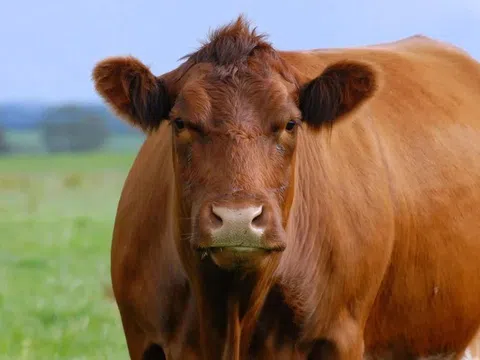 Các bác sĩ thú y sửng sốt trước thứ lấy ra từ bụng một con bò sắp chết