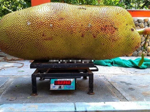 Cận cảnh quả mít "khổng lồ" nặng hơn 50kg khiến cả vùng xôn xao