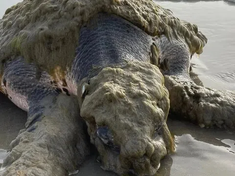 Cứu sống "báu vật đại dương" trôi dạt vào bờ trong tình trạng biến dạng hoàn toàn