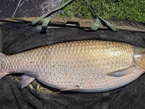 Cận cảnh con cá chép cỏ lập kỷ lục thế giới: Cả đời người chắc gì đã gặp một lần?