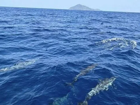 Phát hiện hơn 100 sinh vật quý hiếm bơi trên mặt biển, cảnh tượng cực kỳ hiếm gặp