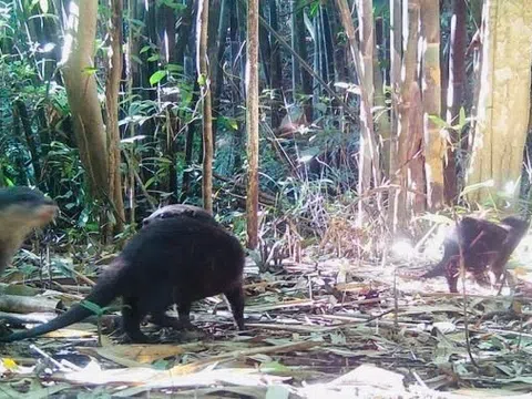 Phát hiện 2 loài động vật quý hiếm mới xuất hiện ở Vườn Quốc gia Chư Mom Ray 