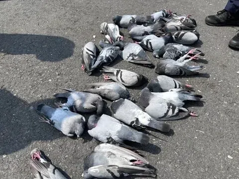 Hàng chục con chim bồ câu chết bất thường, cảnh sát trích xuất camera, tìm hung thủ