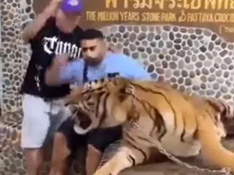 Liều lĩnh đứng sát hổ chụp ảnh, hai thanh niên tháo chạy thục mạng khi mãnh thú nổi giận