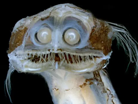 Sởn gai ốc với loài cá có dạ dày đen kịt, nuốt chửng con mồi to gấp đôi cơ thể