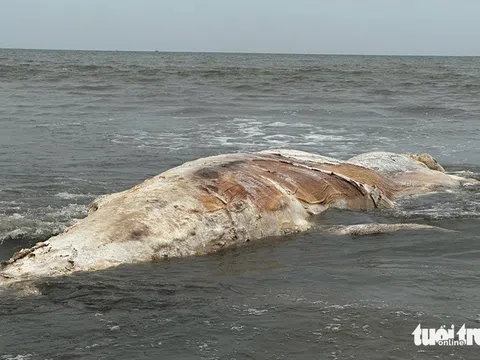 Đi đánh bắt hải sản, phát hiện xác cá voi hơn 5 tấn dạt vào bờ biển, bốc mùi khó chịu