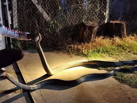 Gia chủ "hồn xiêu phách lạc" khi thấy hai bóng đen khổng lồ quấn chặt trước hiên nhà lúc nửa đêm