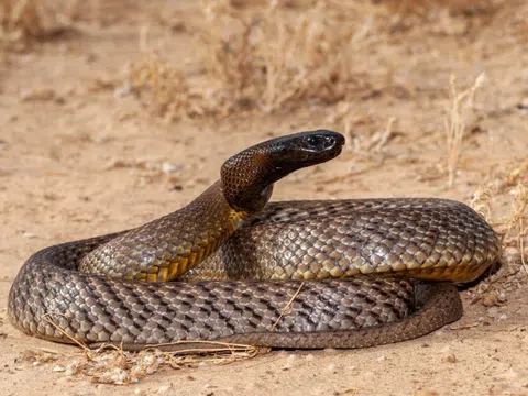 Kinh hãi loài rắn độc nhất hành tinh: Một lần ra đòn, 250.000 con chuột tử vong tại chỗ