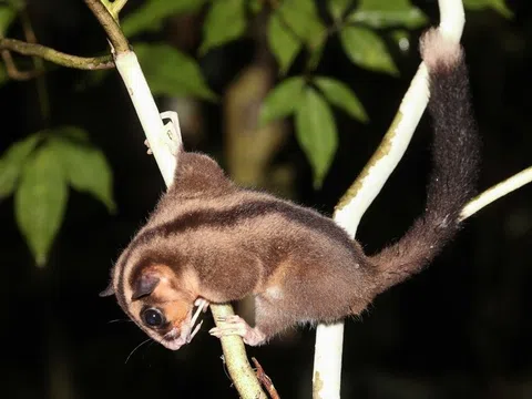 Loài thú túi ngón dài tí hon ngỡ "tuyệt chủng 6.000 năm" bất ngờ tái xuất