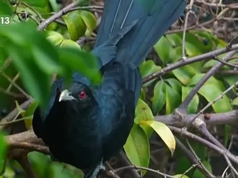 Nam sinh lớp 12 đòi dỡ tổ chim để ôn thi: Câu trả lời "đanh thép" của thầy hiệu trưởng gây bão mạng