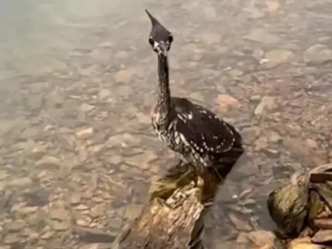 Cuộc chạm trán kinh hoàng với loài chim 10 năm khó gặp, cả thế giới chỉ còn đúng 1.000 con