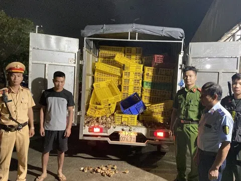 Quyết liệt ngăn chặn gia súc, gia cầm nhập lậu