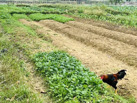 Tái chế phụ phẩm nông nghiệp – mở hướng khởi nghiệp xanh cho thanh niên