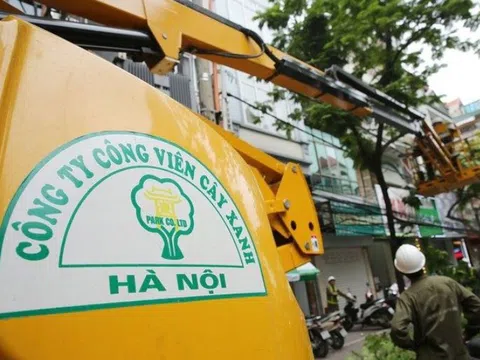 Hàng loạt gói thầu khủng “lọt vào tay” công ty Công viên cây xanh