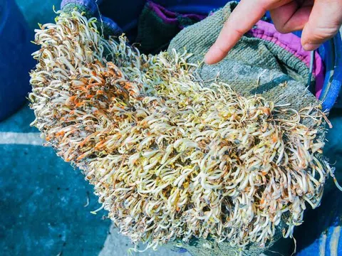 Giá đỗ “đẹp lạ” để cả tháng không hỏng: Hơn 5 tấn giá đỗ ngậm hoá chất vừa bị thu giữ ở Hải Phòng