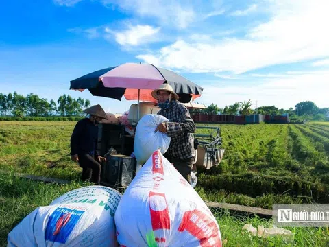 Doanh nghiệp ngành gạo hụt hơi dù giá bán liên tục tăng