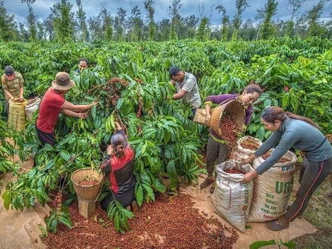 Ngược xu hướng thế giới, giá cà phê Việt Nam dự báo tăng