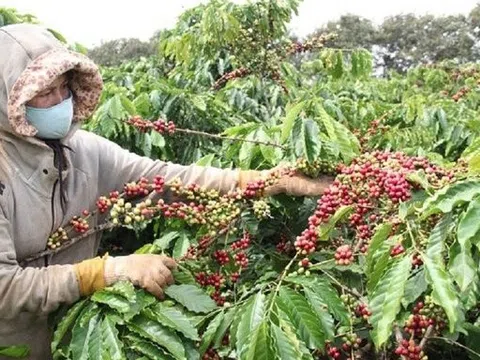 Giá cà phê tăng: Cơ hội vàng cho cà phê Việt phá vỡ kỷ lục xuất khẩu 4 tỷ USD