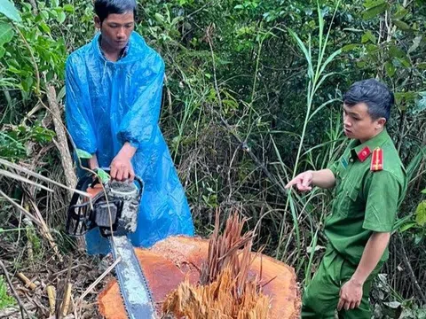Lâm Đồng: Khởi tố nhóm đối tượng khai thác gỗ trái phép