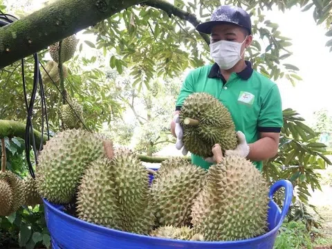 Đắk Lắk đề nghị hỗ trợ, kiểm dịch thực vật tại chỗ cho trái sầu riêng