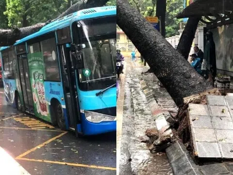 Cây cổ thụ đổ đè trúng xe buýt ở Hà Nội