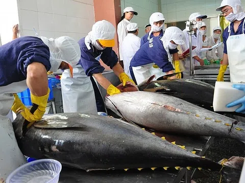 Xuất khẩu cá ngừ sang Italy liệu có chững lại sau khi tăng mạnh?