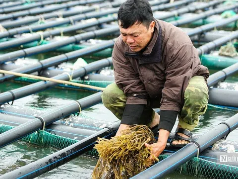 Bộ NN&PTNT đề nghị áp giải pháp hạ giá thành trong nuôi trồng thủy sản