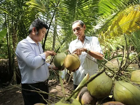 Tin vui cho quả dừa Việt Nam tại thị trường Mỹ