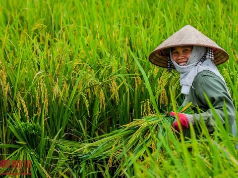 Hỗ trợ vật tư, máy móc trong các dự án nông nghiệp đảm bảo dinh dưỡng