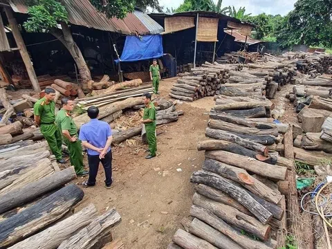Phát hiện xưởng gỗ tập hết hơn 60m3 gỗ quý hiếm