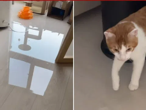 Chú mèo vô tình khiến căn hộ ngập trong nước, chủ nhân bất lực khi chứng kiến "thảm họa"