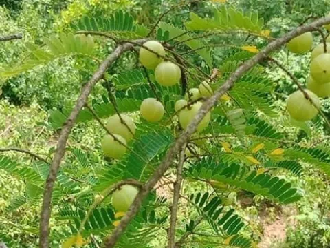 Từng rụng đầy gốc chẳng ai buồn nhặt, loại quả "khổ trước, ngọt sau" nay "xuống phố" giá tới nửa triệu đồng/kg, chị em mê tít